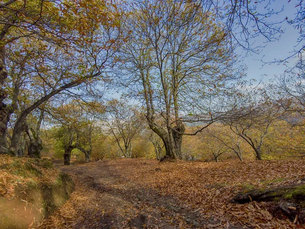 Passeio Outono Floresta Cobre Vale Genal Andaluzia — Fotografia de Stock