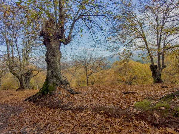 Passeio Outono Floresta Cobre Vale Genal Andaluzia — Fotografia de Stock