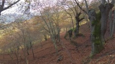Endülüs 'ün Genal Vadisi' ndeki bakır ormanında sonbahar yürüyüşü