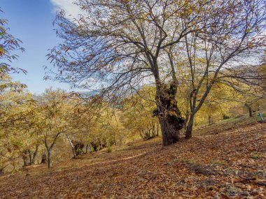 Endülüs 'ün Sierra de Ronda kentindeki bakır ormanına sonbahar geldi.
