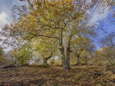 Endülüs 'ün Sierra de Ronda kentindeki bakır ormanına sonbahar geldi.