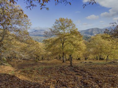 Endülüs 'ün Sierra de Ronda kentindeki bakır ormanına sonbahar geldi.
