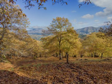Autumn arrives in the copper forest in the Sierra de Ronda, Andalusia clipart