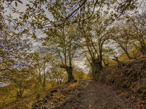 Autunno Arriva Nella Foresta Rame Nella Sierra Ronda Andalusia — Foto Stock