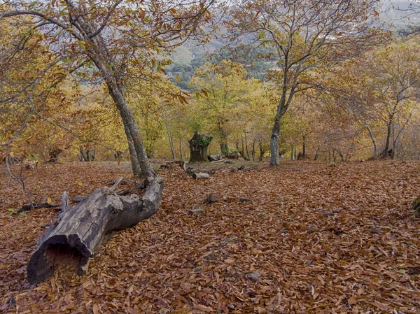 Outono Chega Floresta Cobre Sierra Ronda Andaluzia — Fotografia de Stock