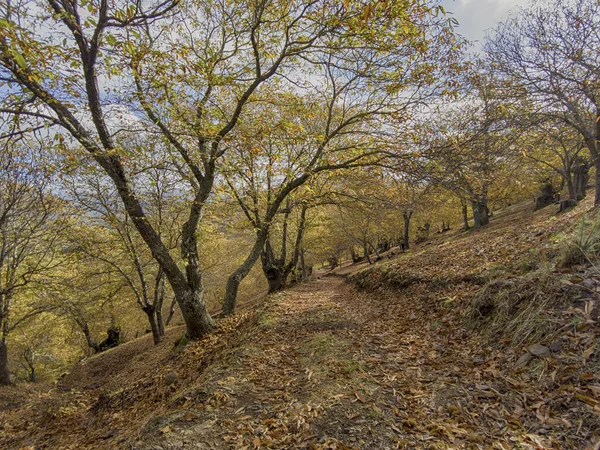 Outono Chega Floresta Cobre Sierra Ronda Andaluzia — Fotografia de Stock