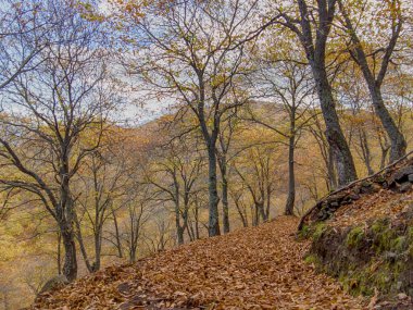 Endülüs 'ün Sierra de Ronda kentindeki bakır ormanına sonbahar geldi.
