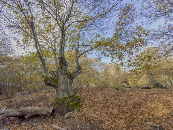 Outono Chega Floresta Cobre Sierra Ronda Andaluzia — Fotografia de Stock