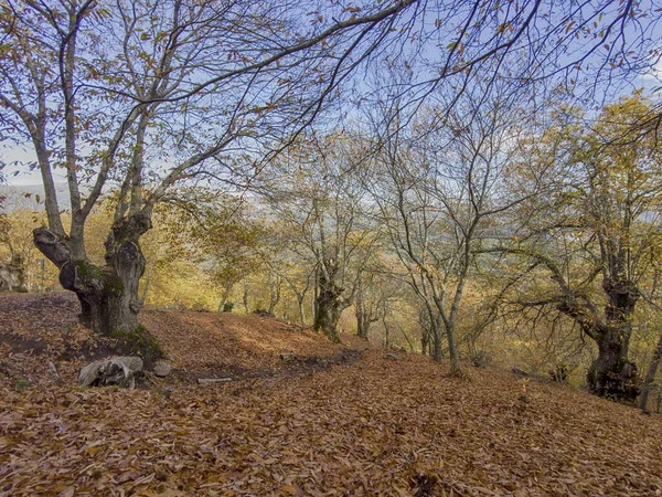 Outono Chega Floresta Cobre Sierra Ronda Andaluzia — Fotografia de Stock