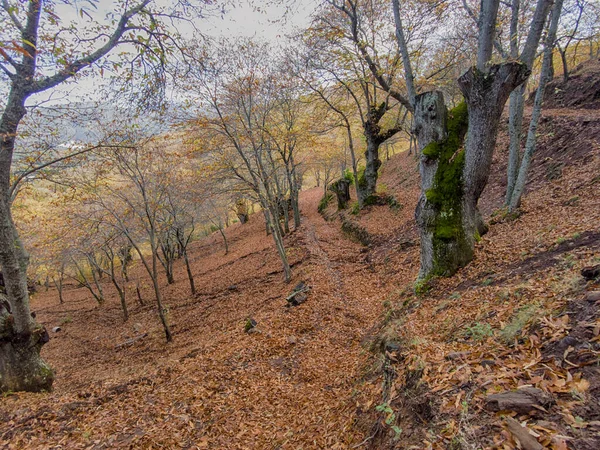 Autunno Arriva Nella Foresta Rame Nella Sierra Ronda Andalusia — Foto Stock