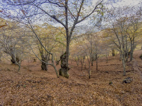 Outono Chega Floresta Cobre Sierra Ronda Andaluzia — Fotografia de Stock