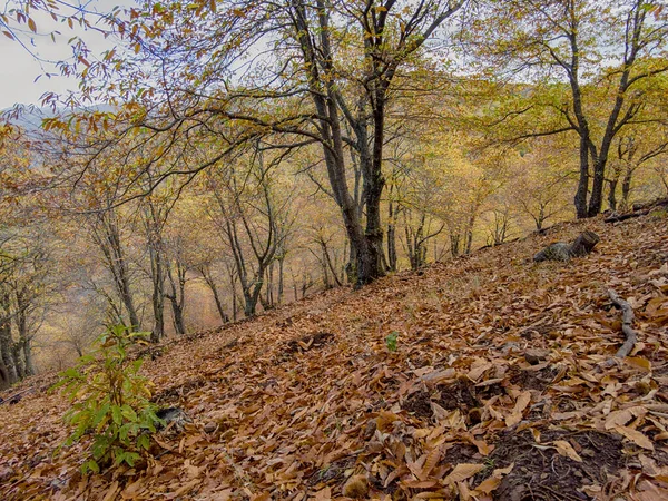 Outono Chega Floresta Cobre Sierra Ronda Andaluzia — Fotografia de Stock