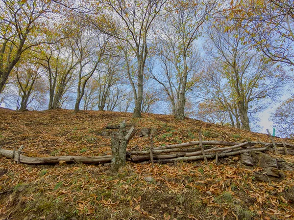 Autunno Arriva Nella Foresta Rame Nella Sierra Ronda Andalusia — Foto Stock