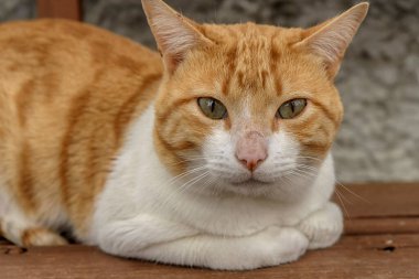 Sabit bakışlı güzel turuncu kedi