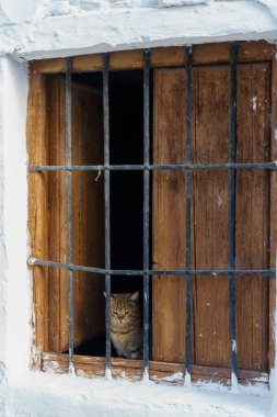 Pencereden dışarı bakan meraklı kedi.