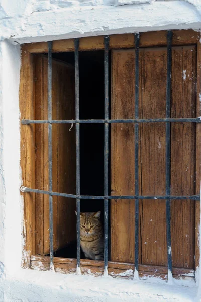 Pencereden dışarı bakan meraklı kedi.