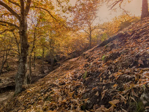 Ősz Színe Genális Völgyben Andalúzia — Stock Fotó