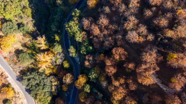 Endülüs 'ün Genal Vadisi' ndeki bereketli bakır ormanı manzarası