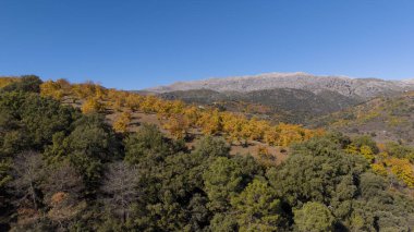 Endülüs 'ün Genal Vadisi' ndeki bereketli bakır ormanı manzarası