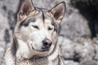 Evde beslenen hayvan, köpek, Alaskan Malamute