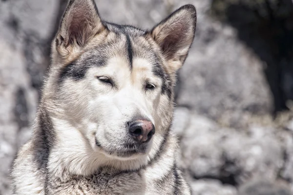 Mascotas, perros, Alaska Malamute —  Fotos de Stock