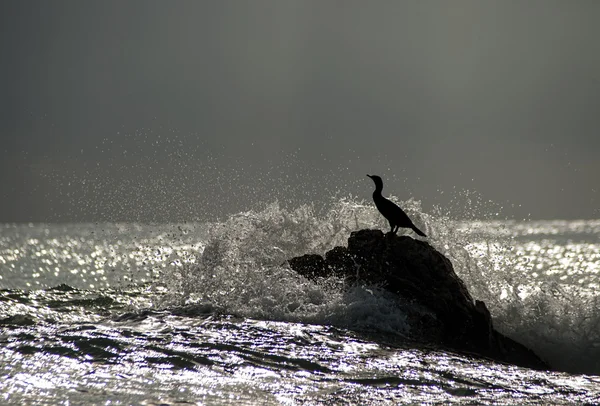 Cormorant backlit between ocean waves — Stock Photo, Image