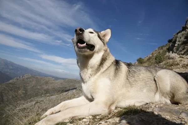 애완 동물, 개, Malamute 알래스카 — 스톡 사진