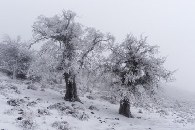 Soğuk kış manzara orman