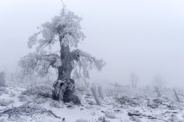 Soğuk kış manzara orman