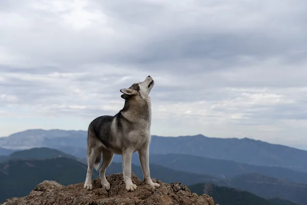Evde beslenen hayvan, köpek, Alaskan Malamute