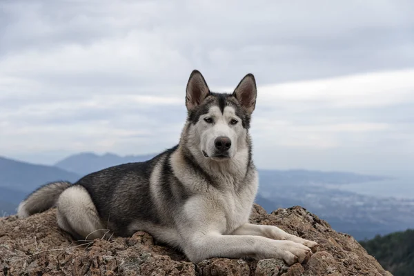 애완 동물, 개, Malamute 알래스카 — 스톡 사진