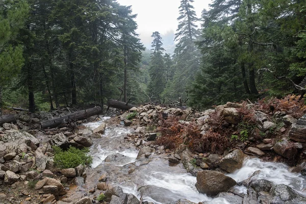 İspanyol köknar Sierra Bermeja, Malaga Tabiat Parkı