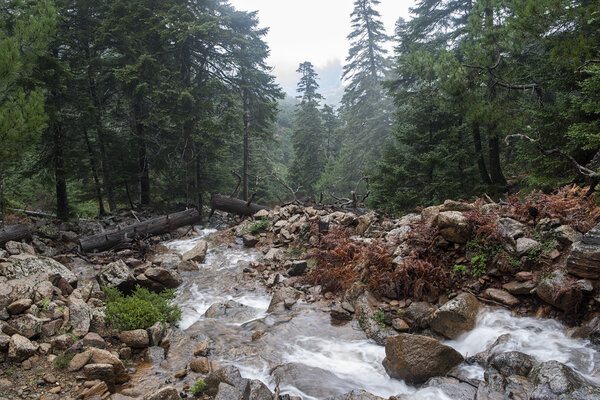 Spanish fir Natural Park in the Sierra Bermeja, Malaga