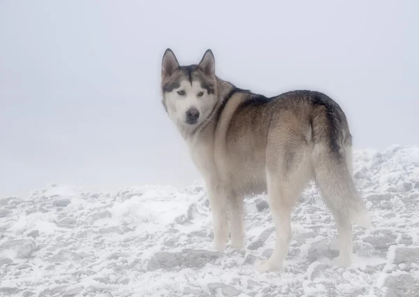 애완 동물, 개, Malamute 알래스카 — 스톡 사진