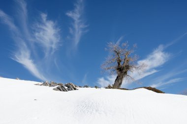 üst alan Sierra de las Nieves nerede ünlü safra meşe ağaçlarının