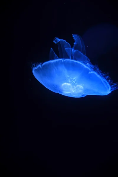 Peixe geleia com fundo escuro — Fotografia de Stock