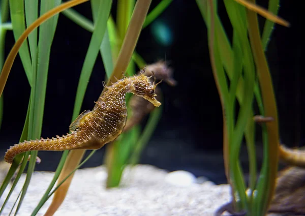 tutsak deniz hayvanları