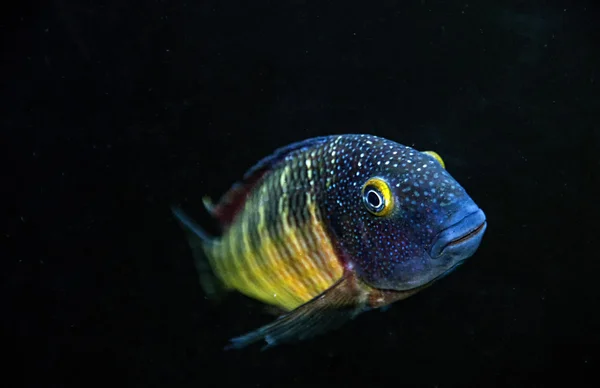 Echte lufubu Tropheus soorten van het Tanganyikameer — Stockfoto