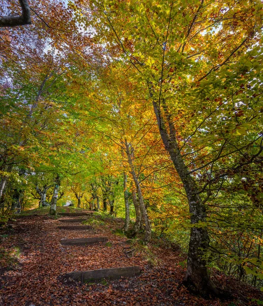 Cottage Woods Autumn — Stock Photo, Image
