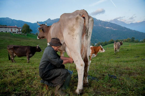 Dossena Italia Octubre 2012 Mujer Campesina Ordeñando Las Vacas Con — Foto de Stock