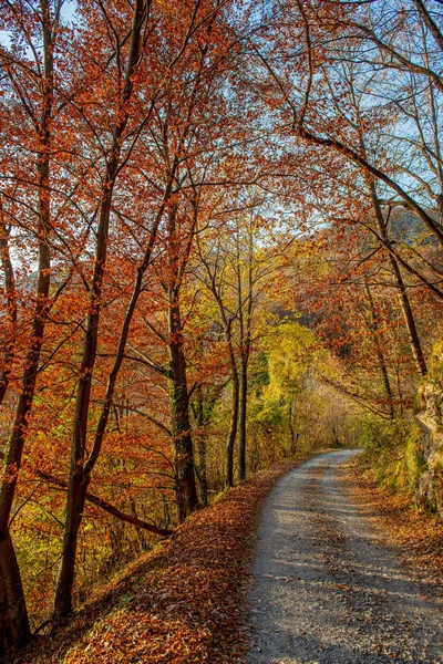 Дорога Осеннем Лесу Разноцветными Листьями — стоковое фото
