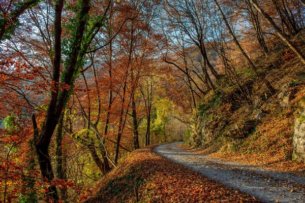 Droga Jesiennym Lesie Kolorowymi Liśćmi — Zdjęcie stockowe