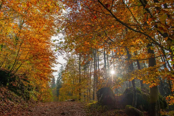 Bright Colors Forest Autumn — Stock Photo, Image