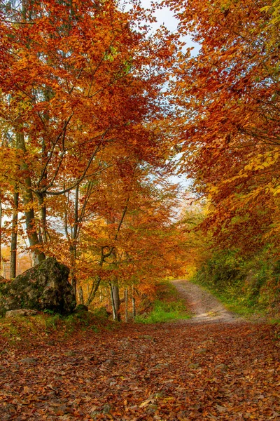 Яркие Цвета Леса Осенью — стоковое фото