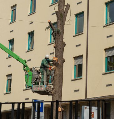 Milan İtalya 29 Mart 2021: Bahçıvan kentteki ağaçları budarken güvenli bir şekilde koşu bandına çıktı