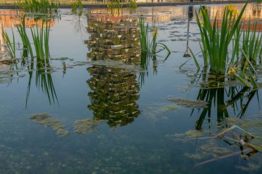 Milan 'ın Isola ilçesinde, balkonlarda büyüyen ağaçlarla birlikte Bosco Verticale 