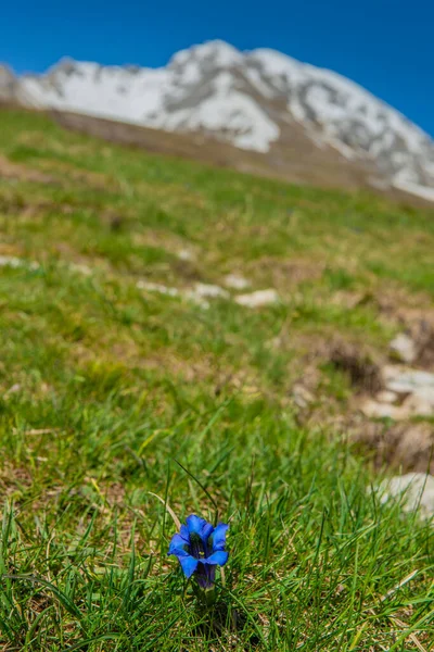 Gentianella Fleur Vient Fleurir Dans Les Montagnes — Photo