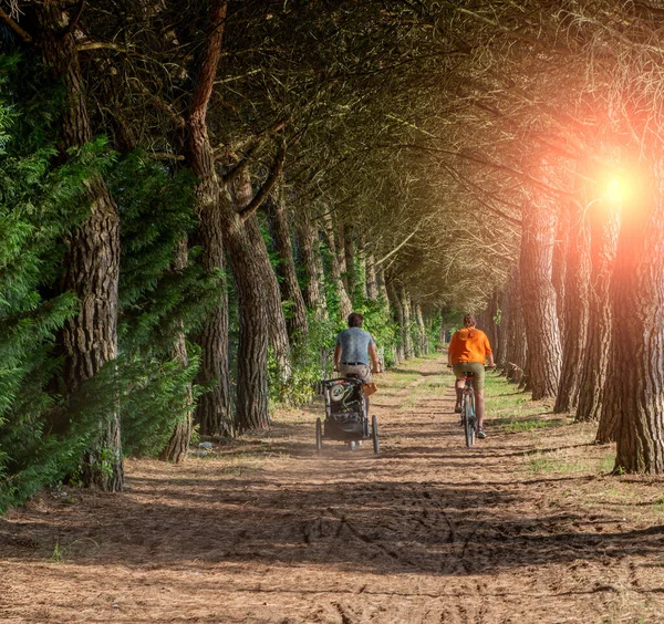 tree-lined avenue with cycle path