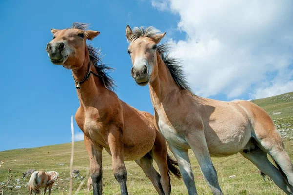 Dağdaki Çayırlarda Bedava Atlar — Stok fotoğraf