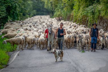 Bergamo dağlarındaki transhumance sırasında koyunlar
